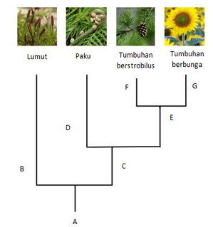 Perhatikan Pohon Filogeni Kingdom Plantae Berikut