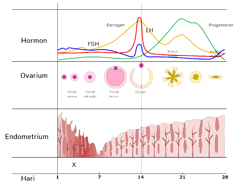 Perhatikan Bagan Siklus Menstruasi Berikut!