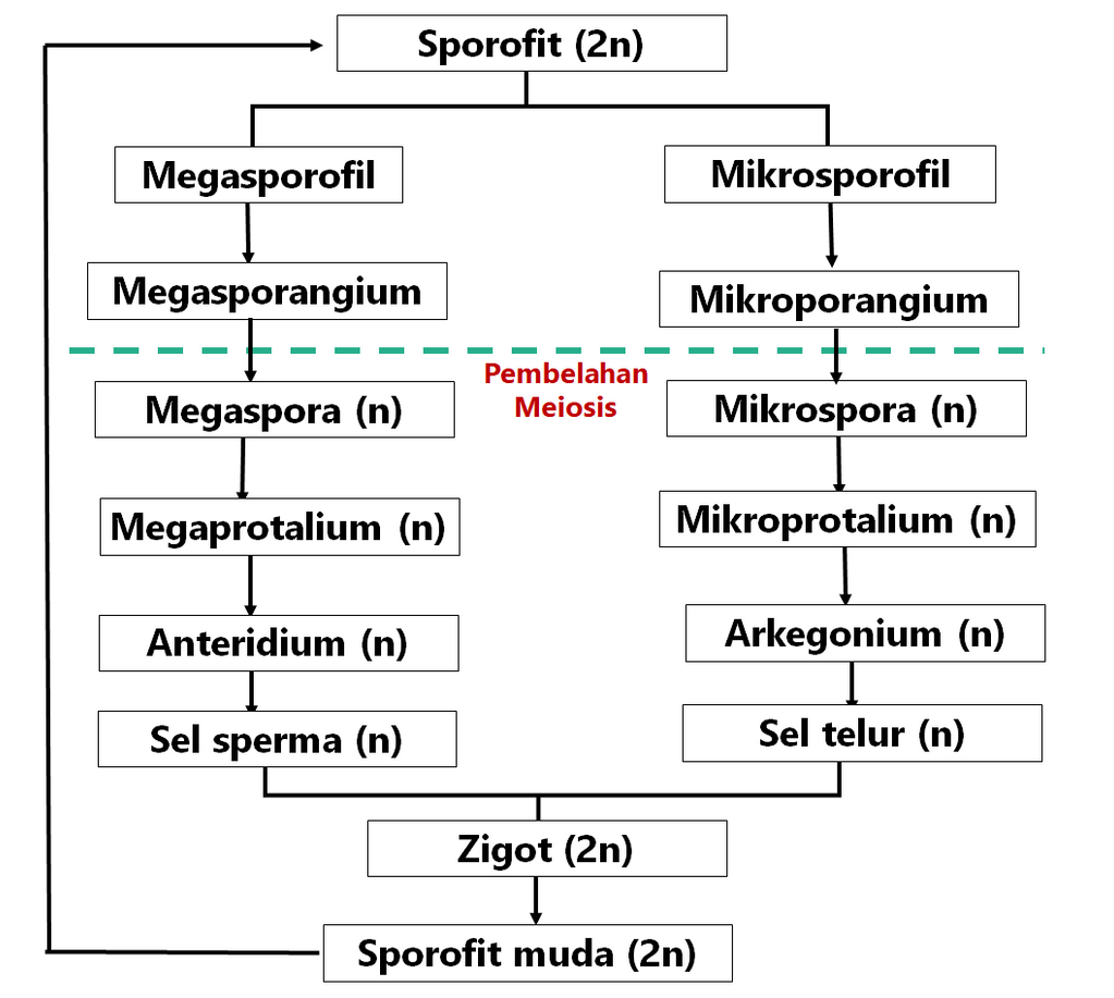 Perhatikan Metagenesis Berikut Ini: Bagan Di...