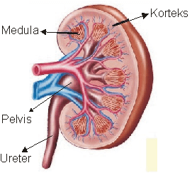 Gambar terkait